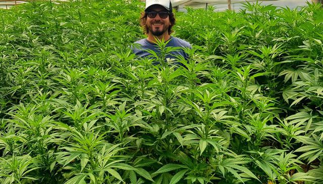 El tren del cannabis