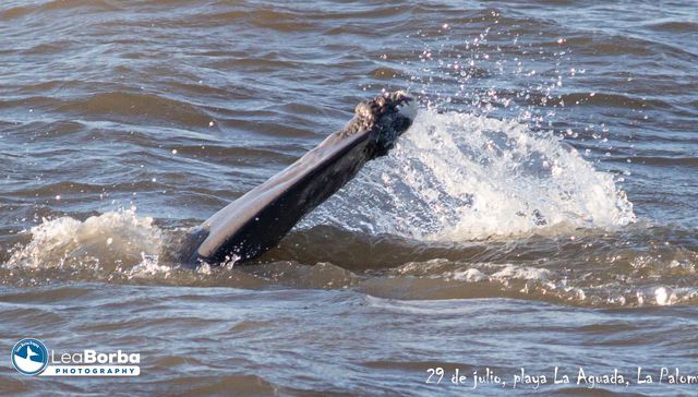 ¿Qué andas, perdido?