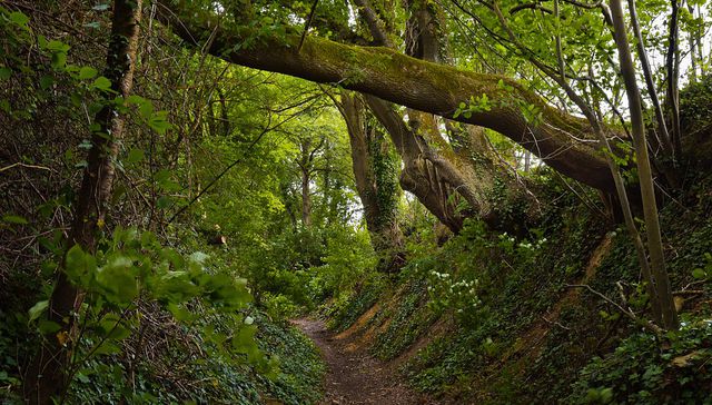 A la sombra de un árbol