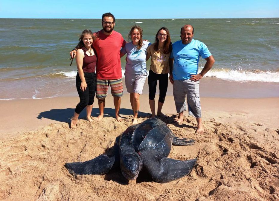 Una tortuga marina quedó atrapada en una red de pesca y fue devuelta al río por Karumbé