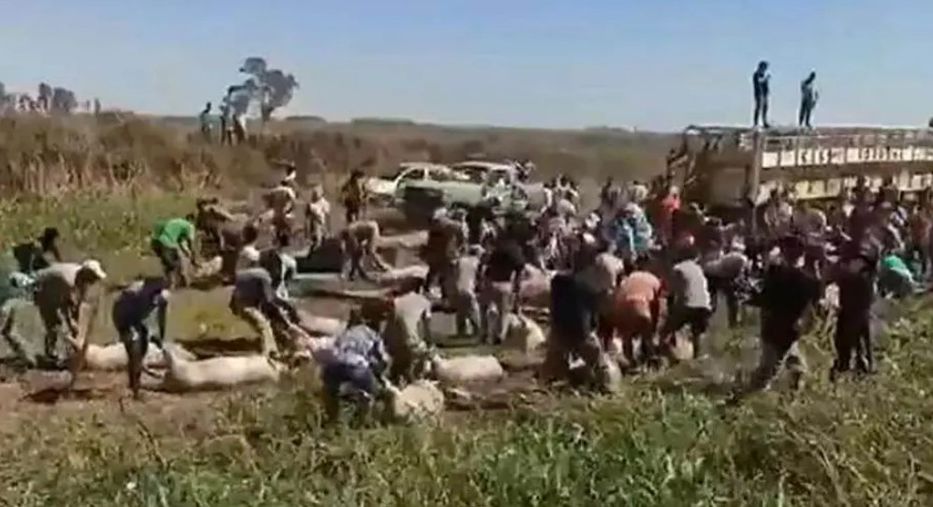 Argentina: volcó camión con cerdos vivos y hubo escenas de saqueo y matanza