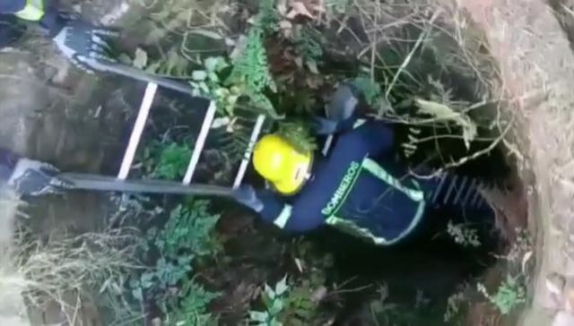 Héroes caninos