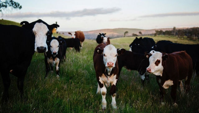 Firme junto al campo