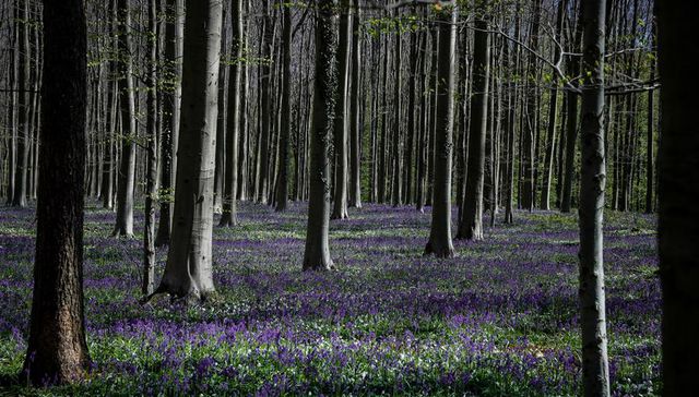 Escribe Sr. QU Dongyu