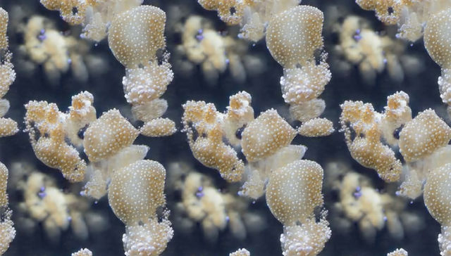 Por The New York Times