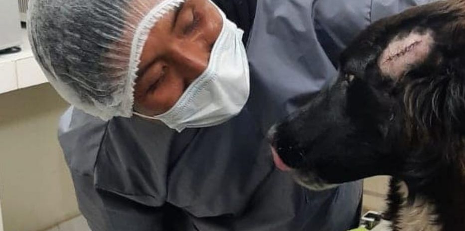 Un perro salva a su dueña de ser víctima de feminicidio en Bolivia