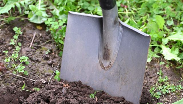 La muerte y otras sorpresas