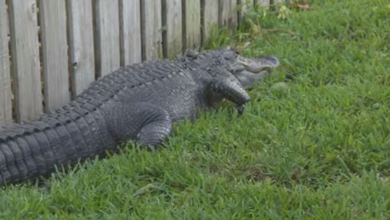 Atrapan a un caimán de casi tres metros en el patio de una vivienda de  Florida