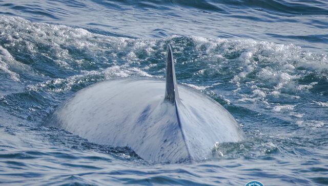 El show de la ballena