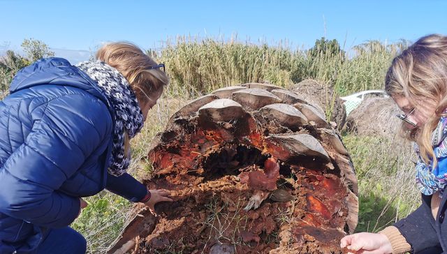 Los rhynchophorus ferrugineus