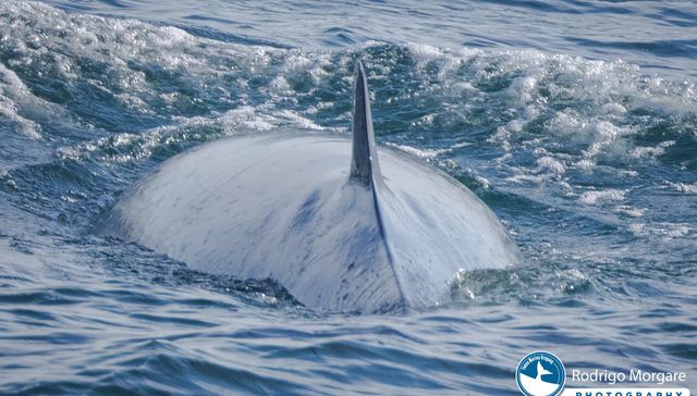 El show de la ballena