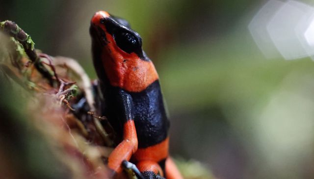 Lo último que se pierde