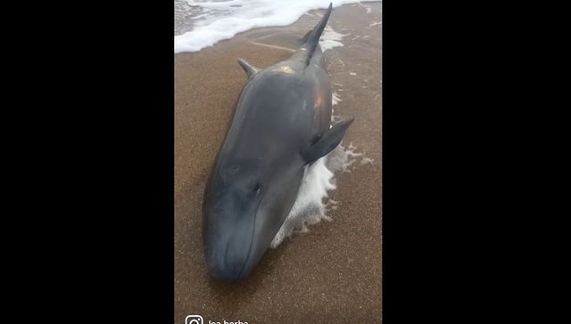 Dar respuestas a tiempo