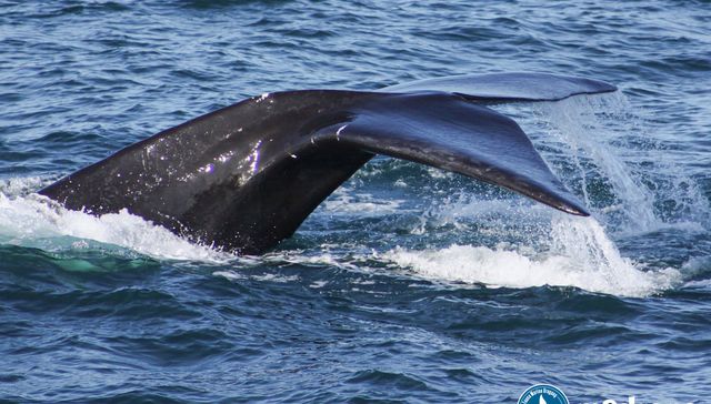 Comenzó la temporada