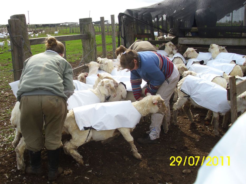 Mujeres de Zeballos con su proyecto de capas para ovejas - cedida a Montevideo Portal