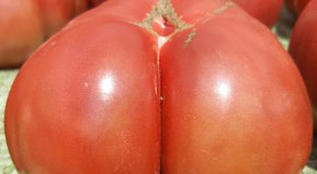 En los anales de la sexología