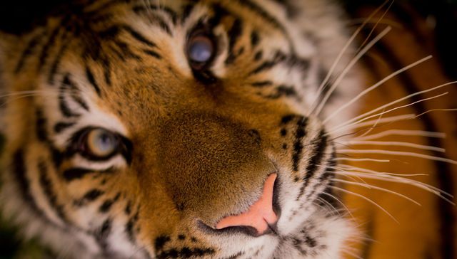 El felino más grande del mundo