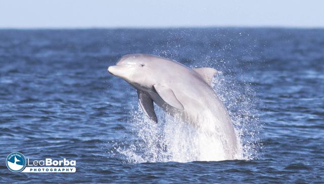 Del mar los vieron llegar