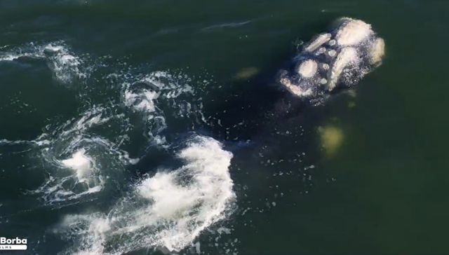 Si hay foto hay video