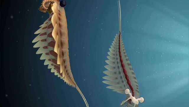 Hélix o domo; Omanyte o Kabuto