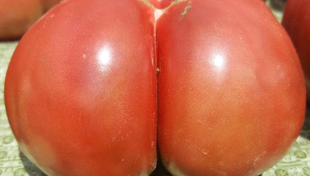 En los anales de la sexología