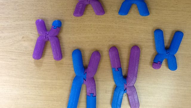 Dentro de la célula