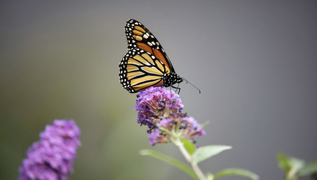 Por The New York Times