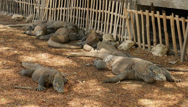 Karibe con K de Komodo