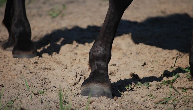 Desgraciado incidente