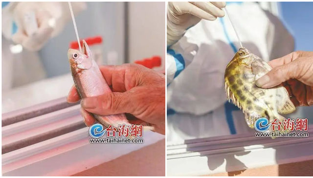 Hay que tener agallas