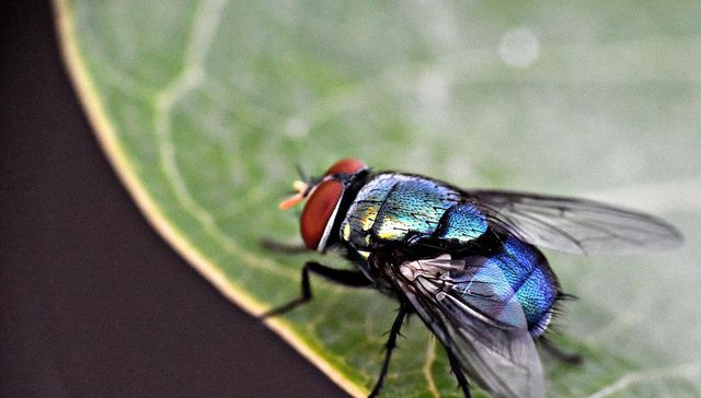 El taller de la naturaleza