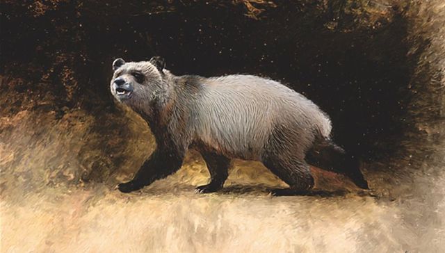 Oso antiguo