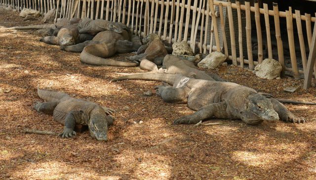 Karibe con K de Komodo