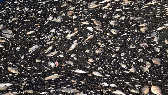 Solo peces muertos hoy