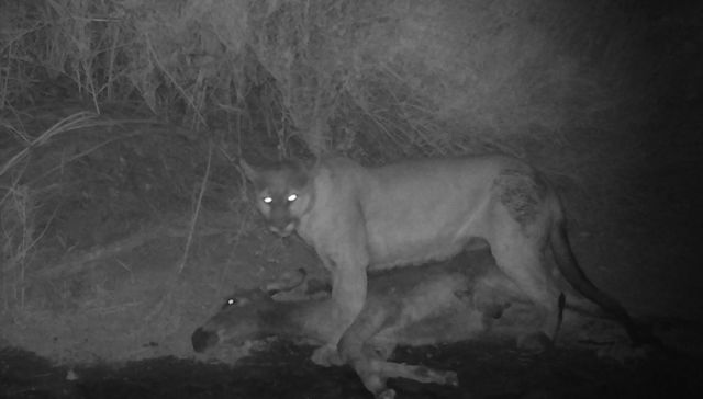 Por The New York Times