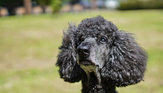 Por The New York Times