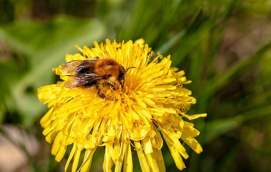 Climate change is affecting bees, according to a UK study