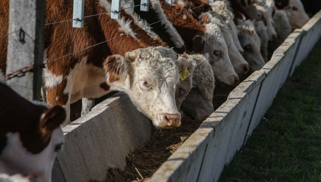 El peso de la región