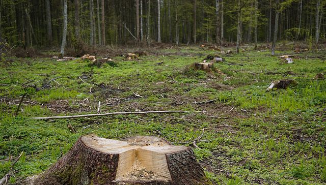Unas plantas por otras