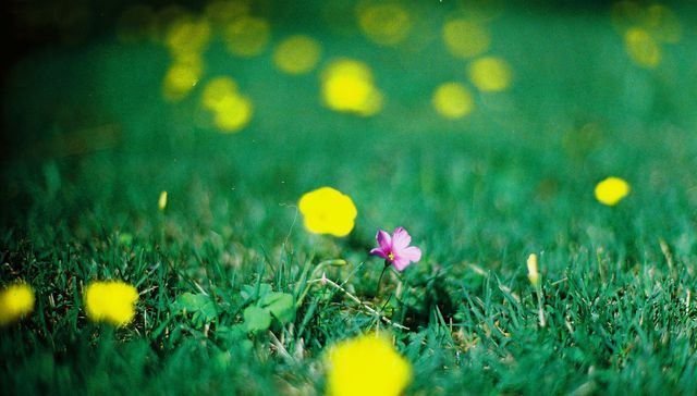 Verde, que te quiero verde