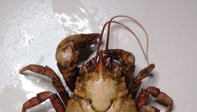 Nuestra fauna