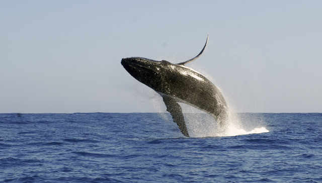 Por The New York Times