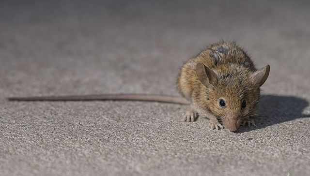 La mejor rata es la rata muerta