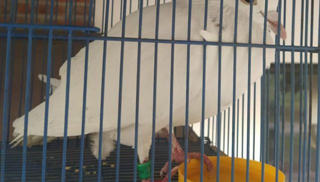 No se equivocó la paloma