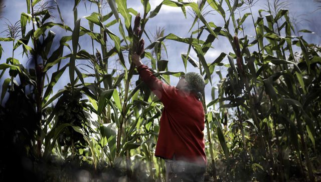 Una huerta de tamaño continental