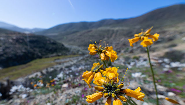 Podrán cortar todas
