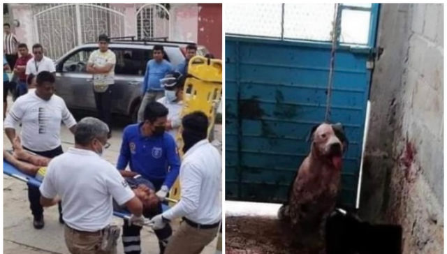 El perro tendrá su día