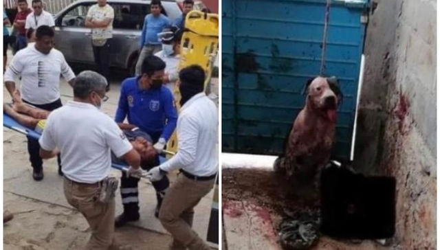 El perro tendrá su día