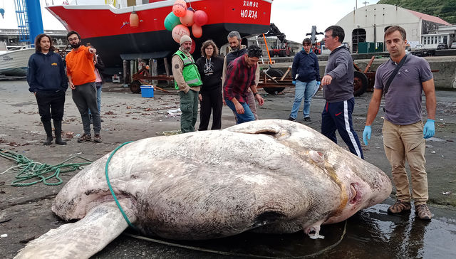 Por The New York Times