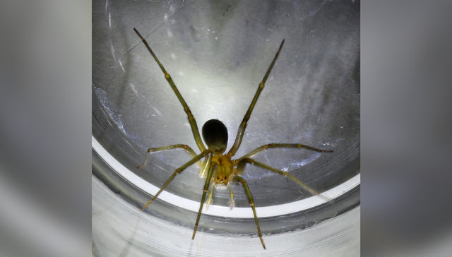 Un violinista en tu tejado